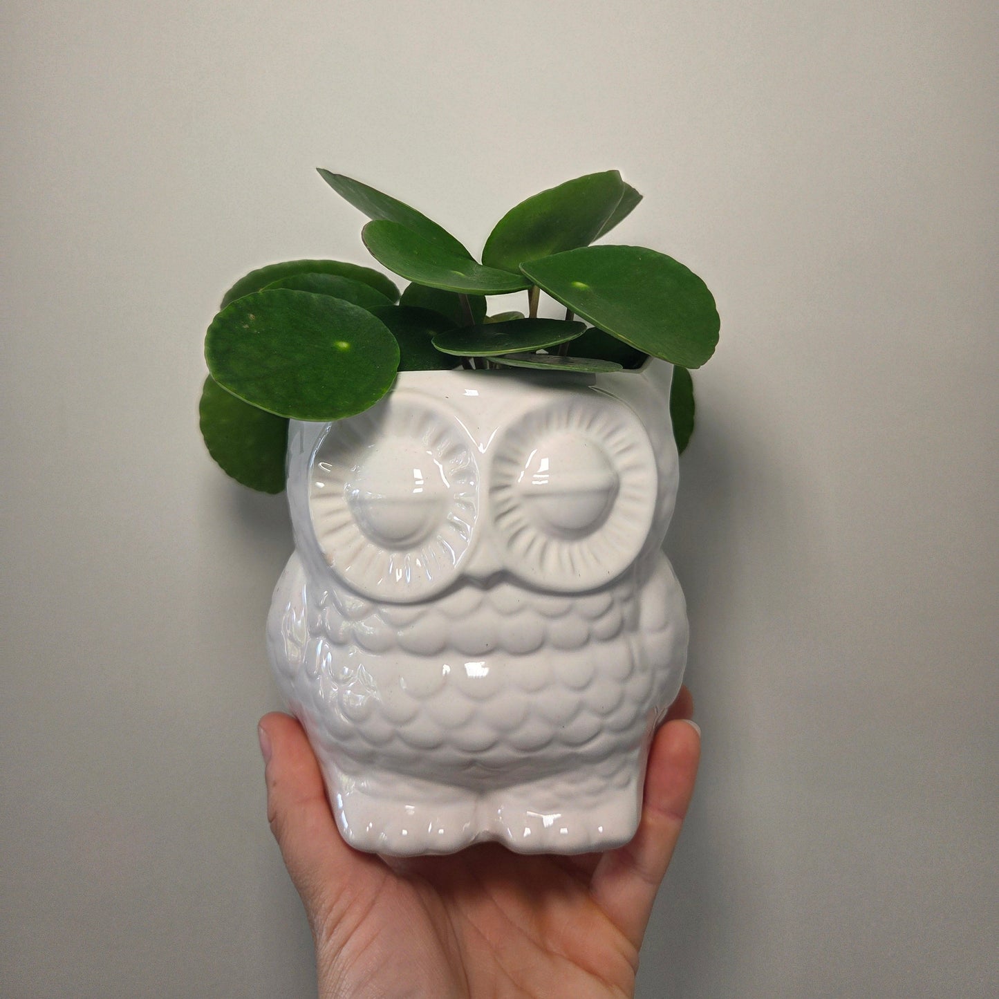 Cache pot chouette vert