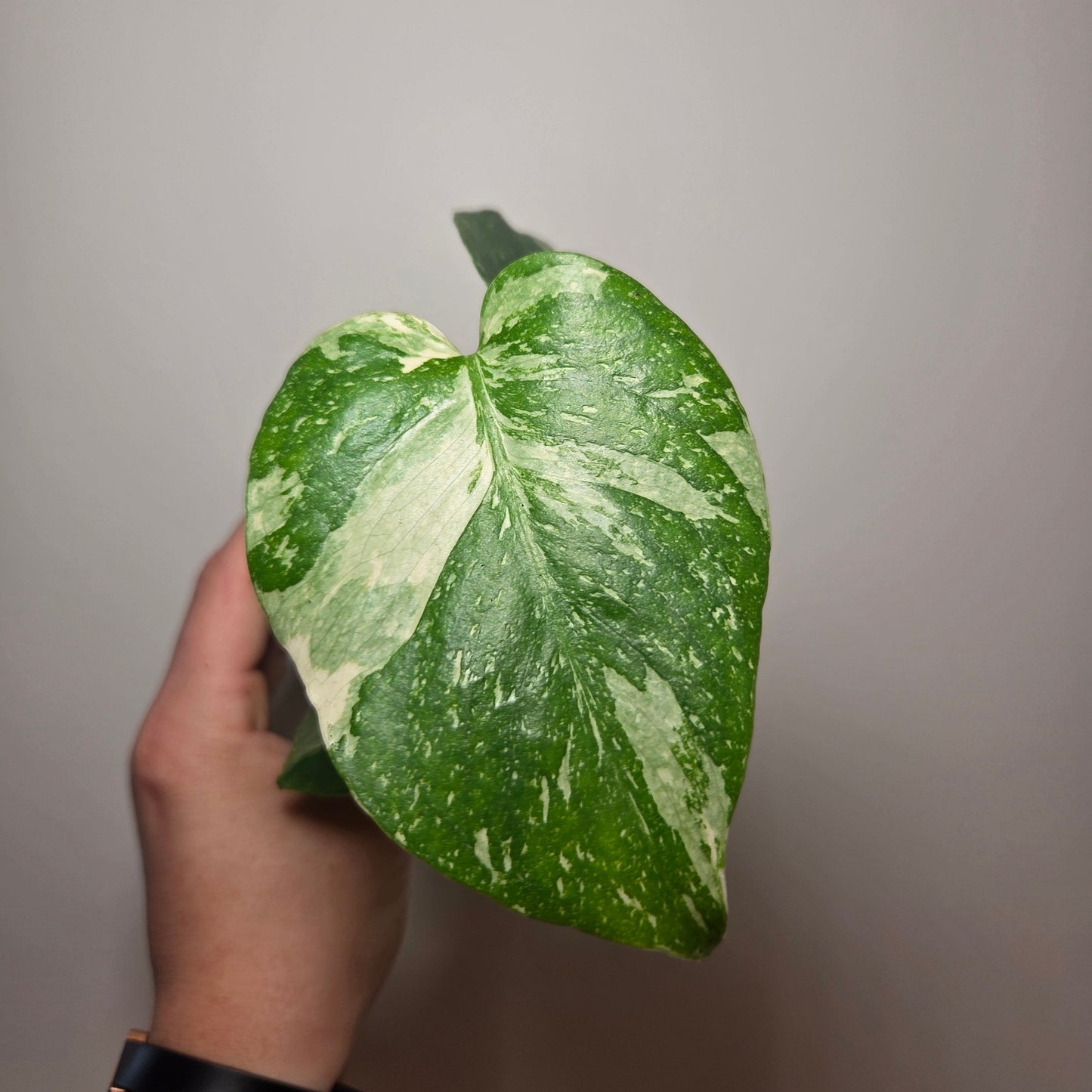 Monstera Thai Constellation