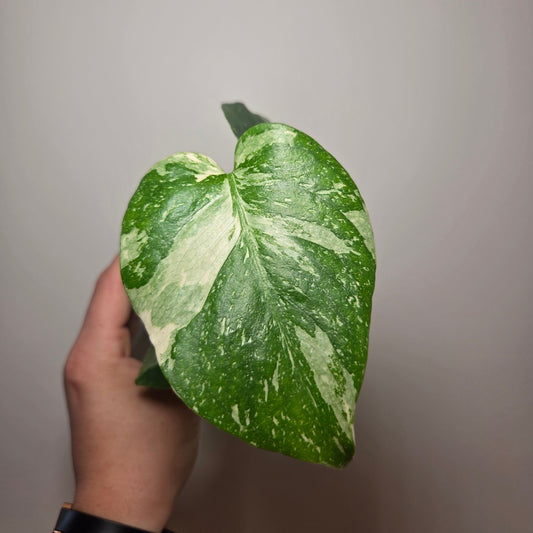 Monstera Thai Constellation