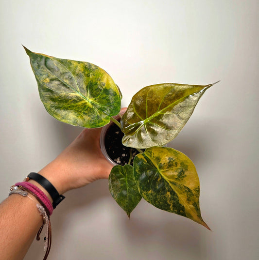 Alocasia wentii aurea