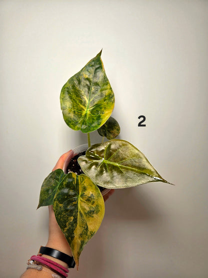 Alocasia wentii aurea
