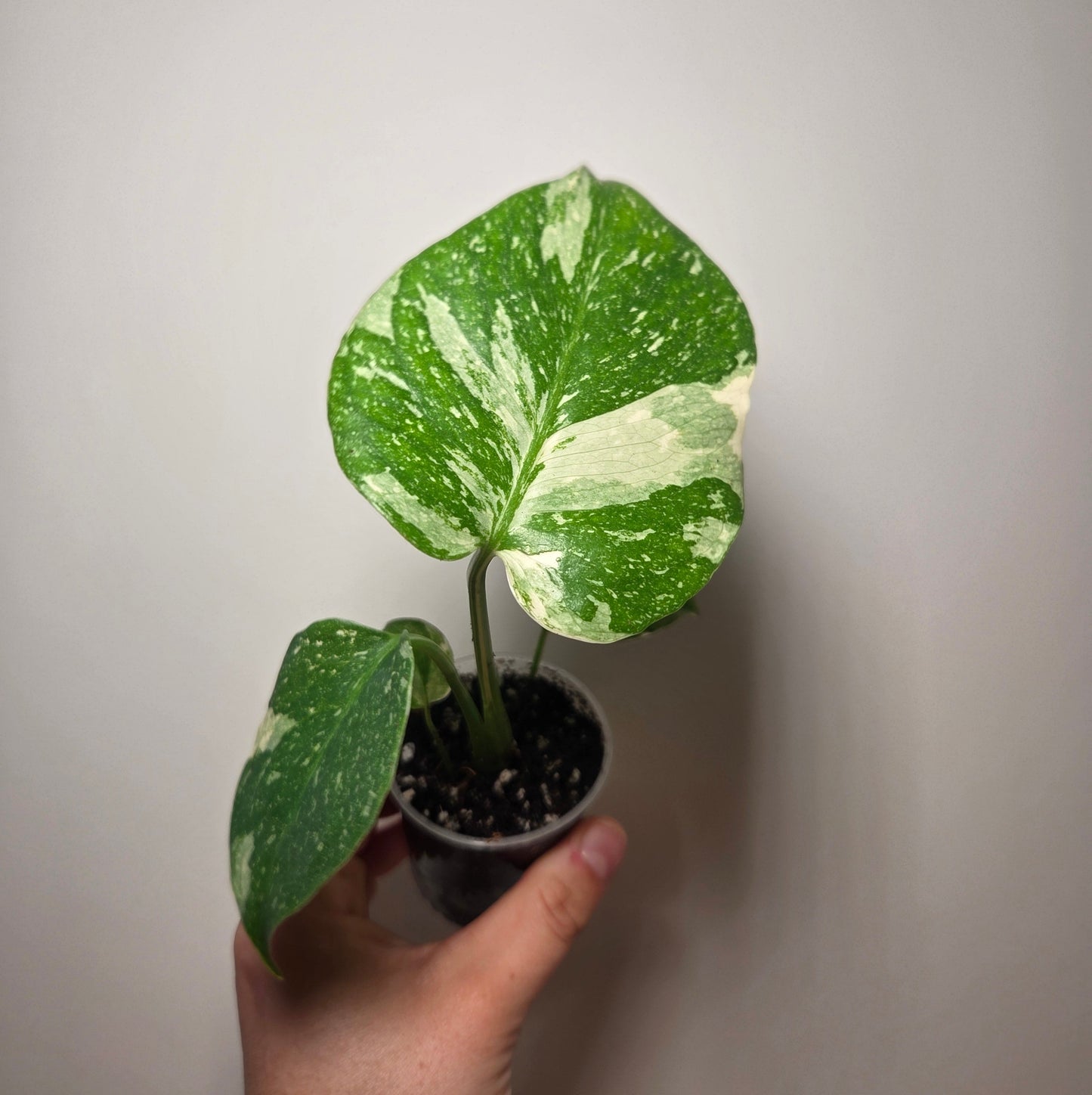 Monstera Thai Constellation