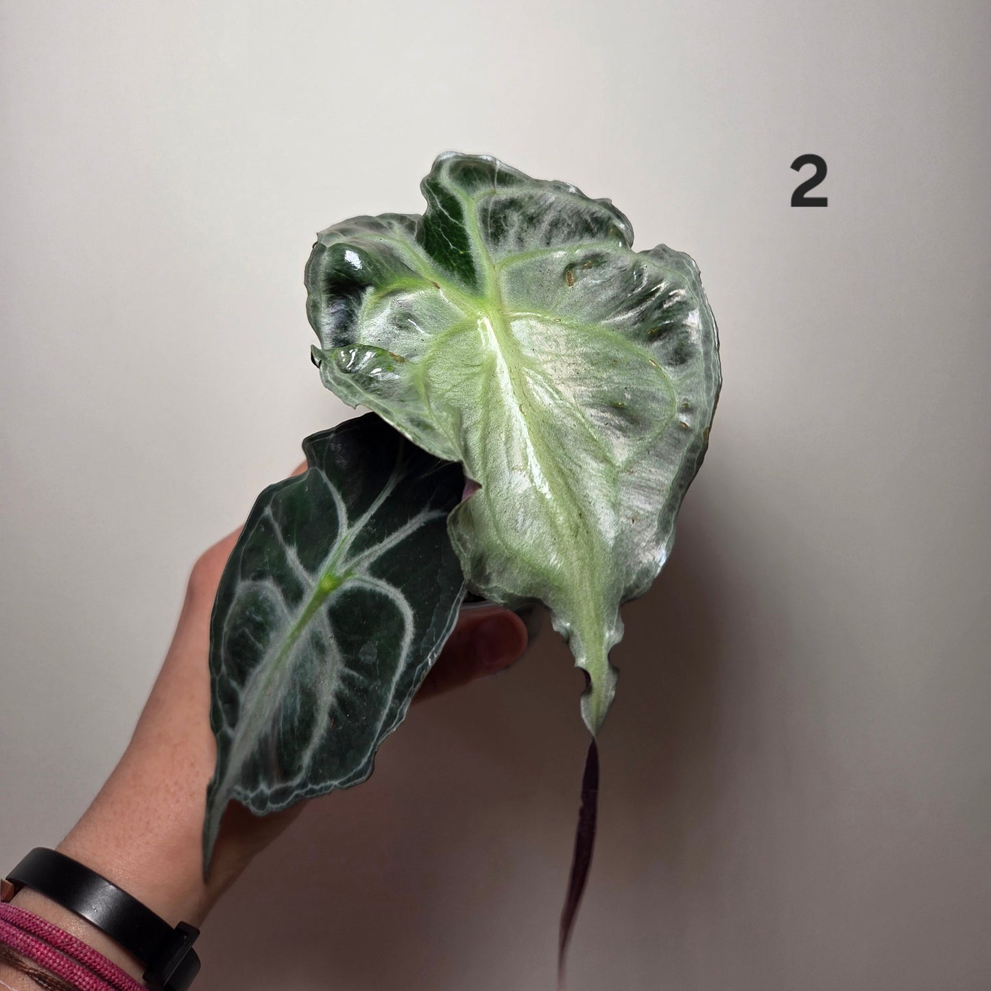 Alocasia Venom