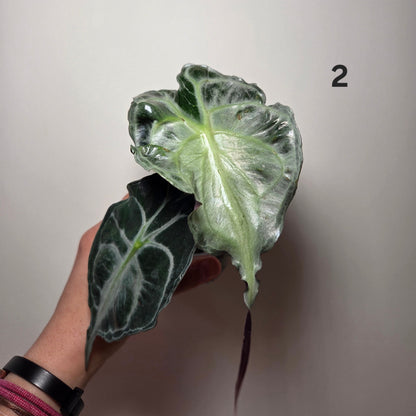 Alocasia Venom