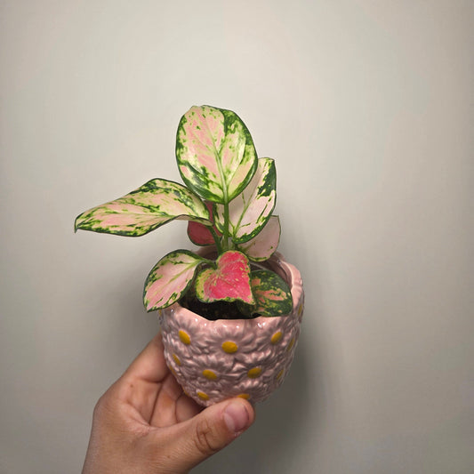 Aglaonema red valentine + pot