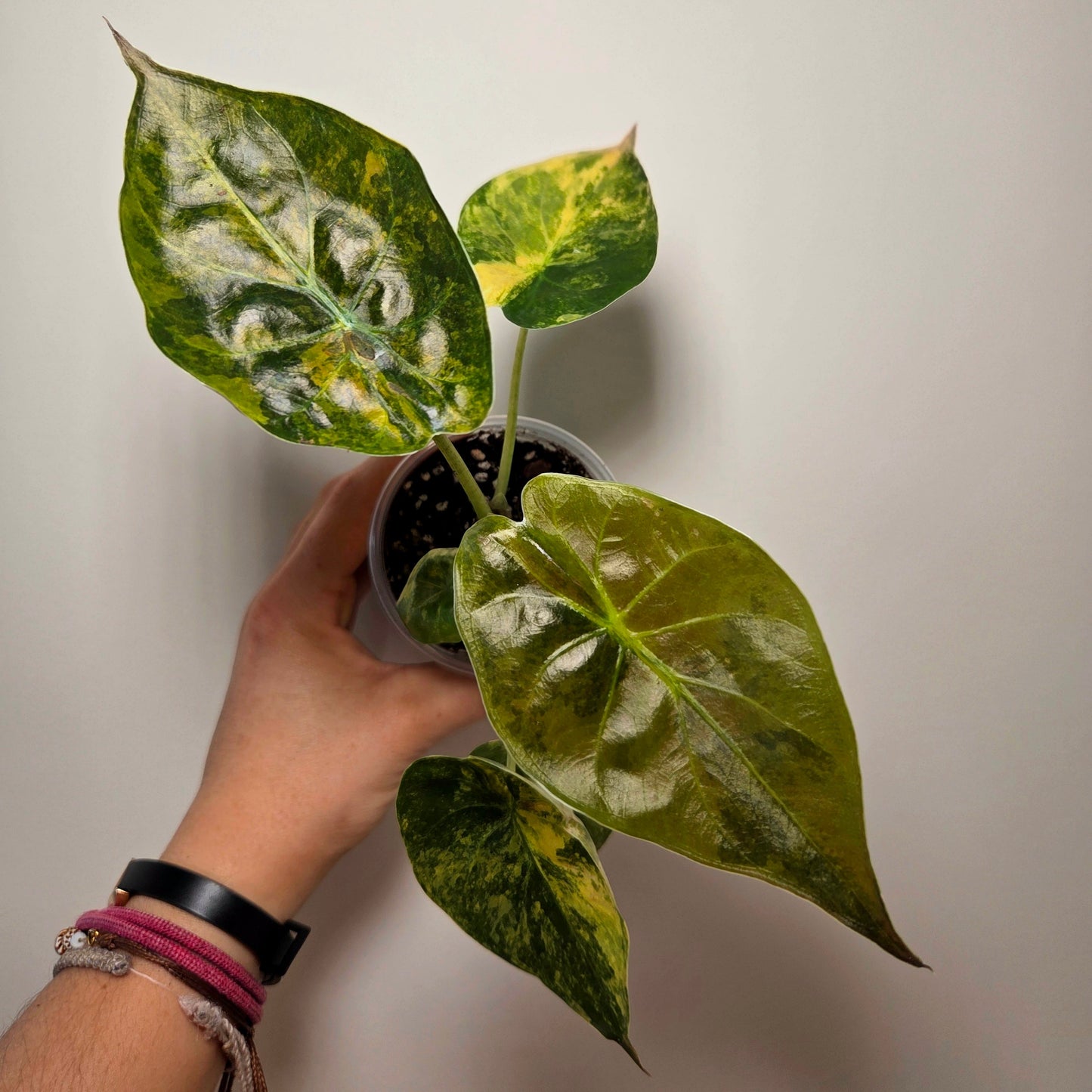 Alocasia wentii aurea