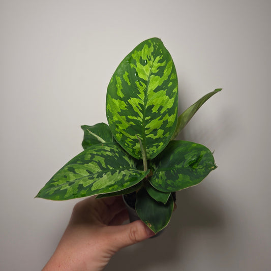 Aglaonema Pictum Tricolor