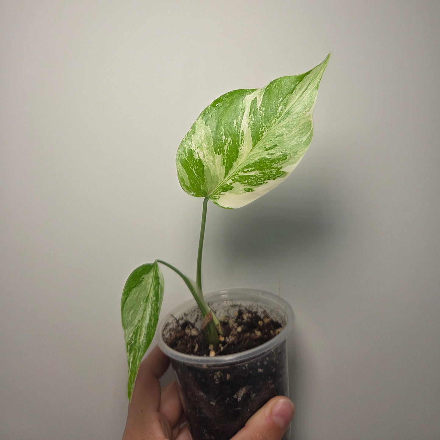 Bouture Monstera variegata