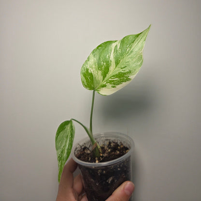 Bouture Monstera variegata