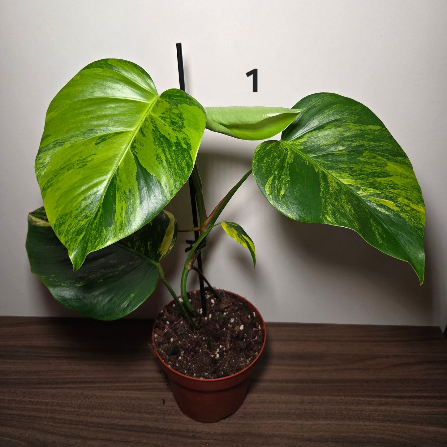 Monstera aurea variegata