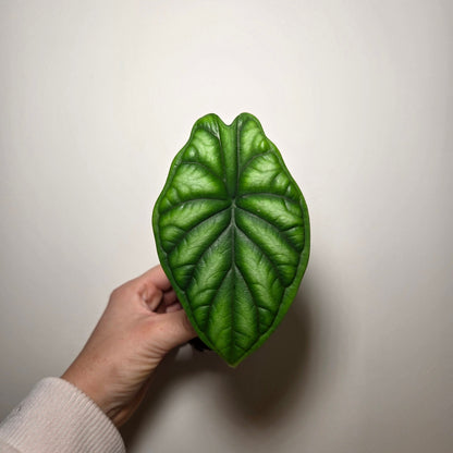 Alocasia Dragon Scale