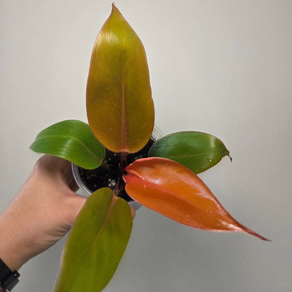 Philodendron prince of orange