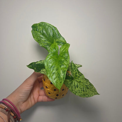 Syngonium mojito + pot