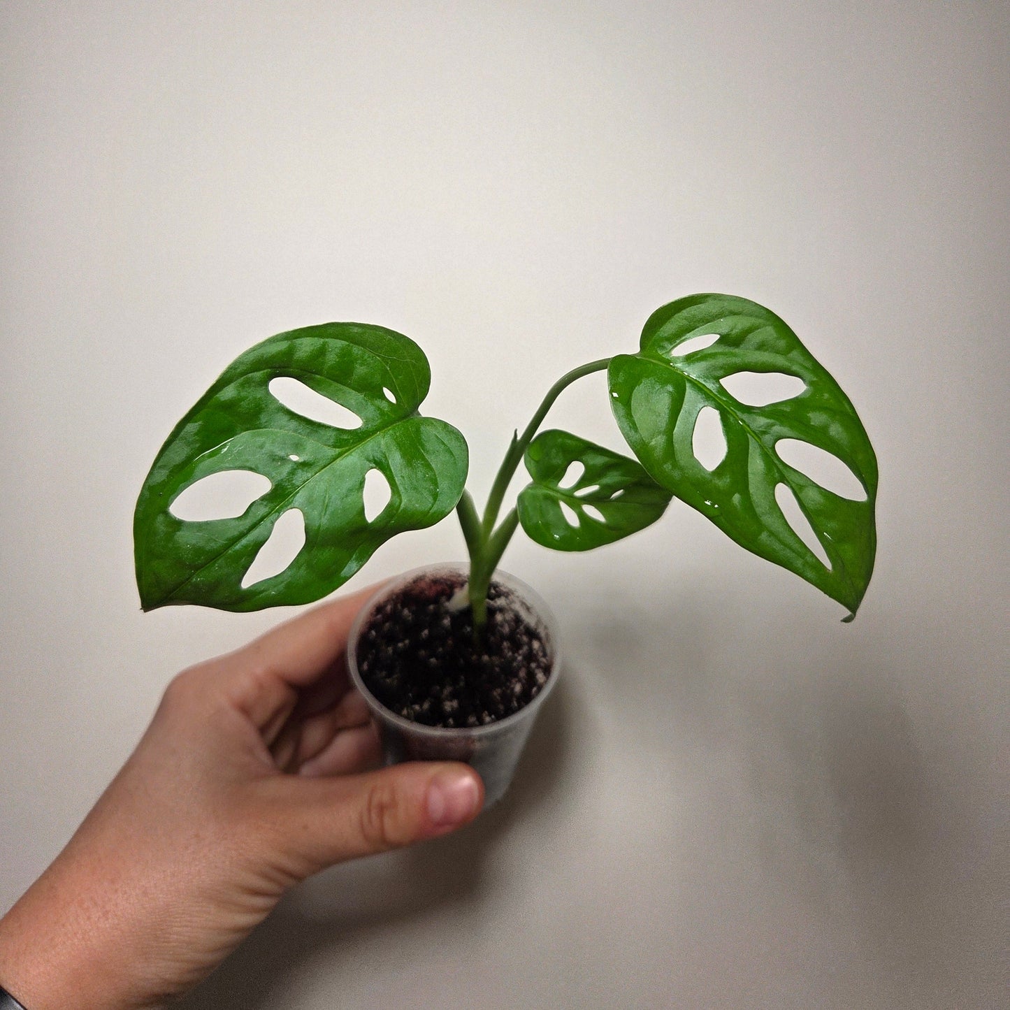 Monstera Adansonii