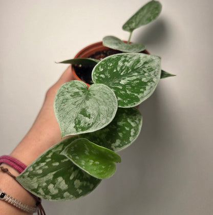 Scindapsus Pictus