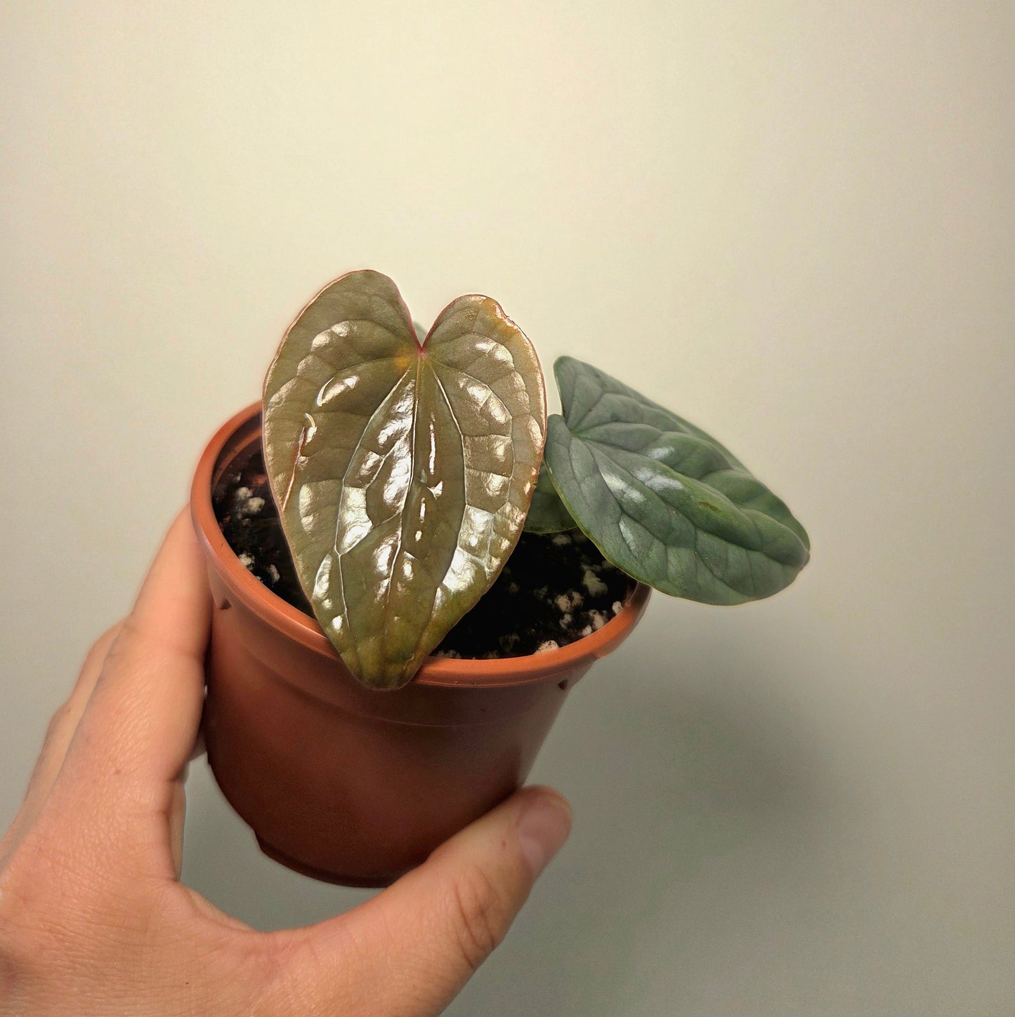 Anthurium Luxurians