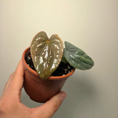 Anthurium Luxurians
