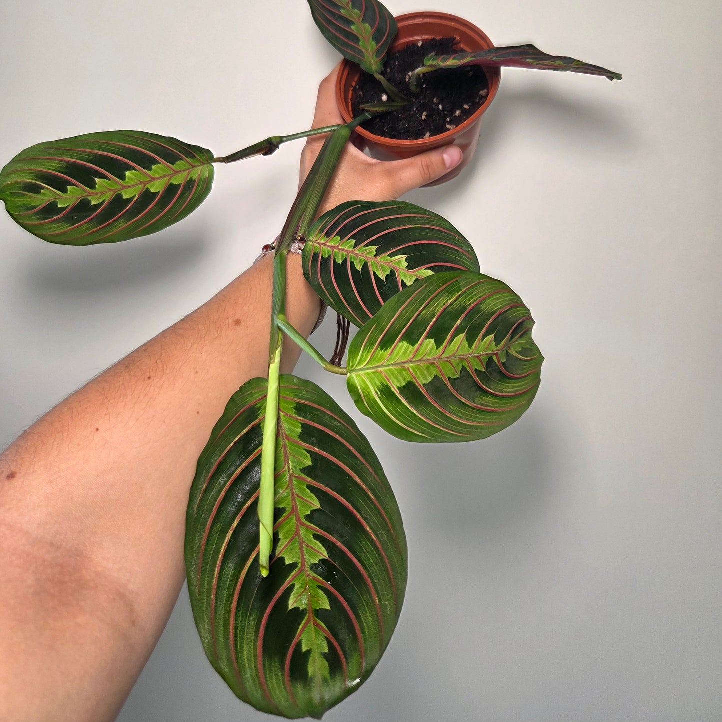 Maranta Leuconeura fascinator