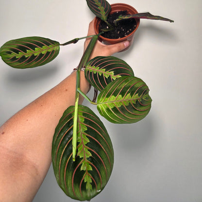 Maranta Leuconeura fascinator
