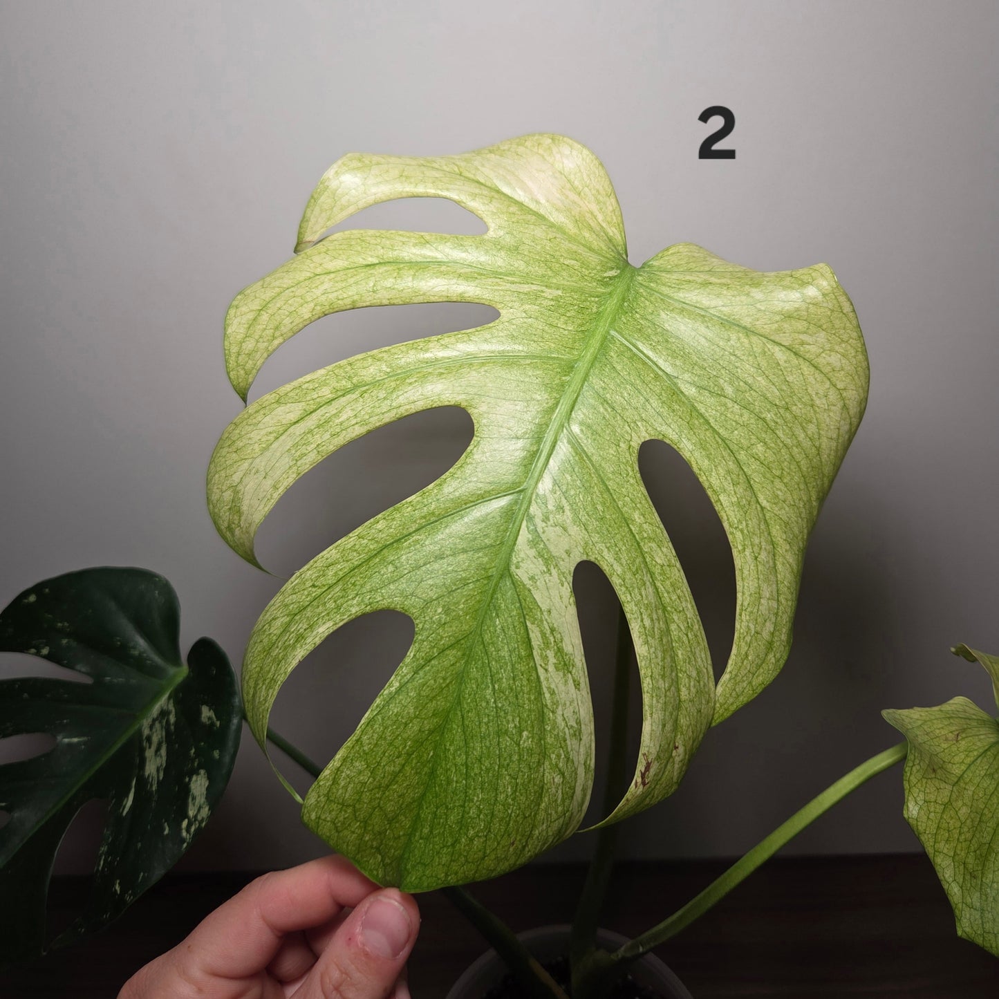 Monstera Deliciosa Mint