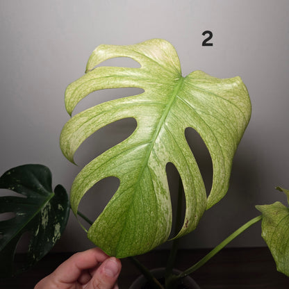 Monstera Deliciosa Mint