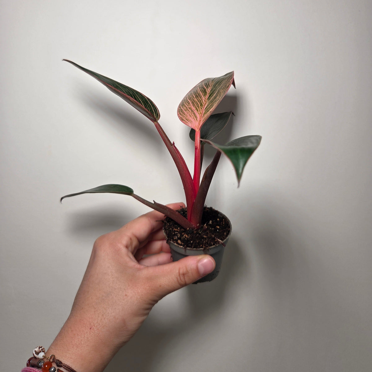 Philodendron pink birkin
