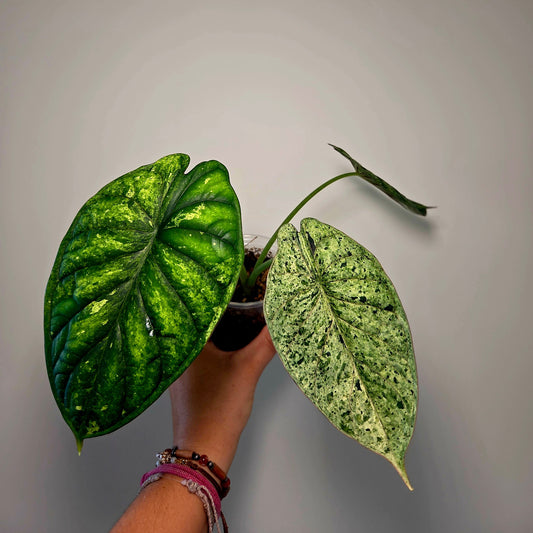 Alocasia Dragon Scale Mint (M)