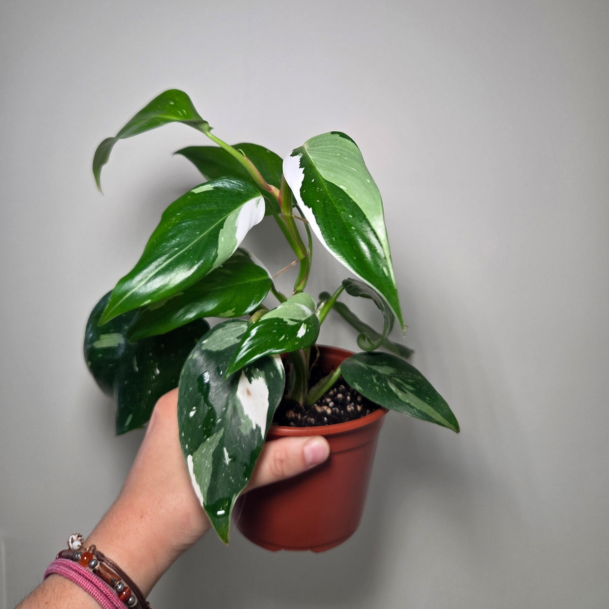 Philodendron white princess