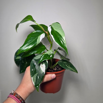 Philodendron white princess