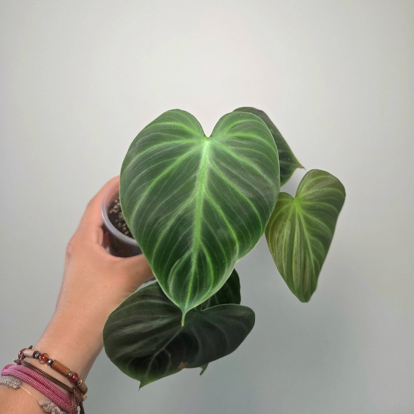 Philodendron El Choco Red