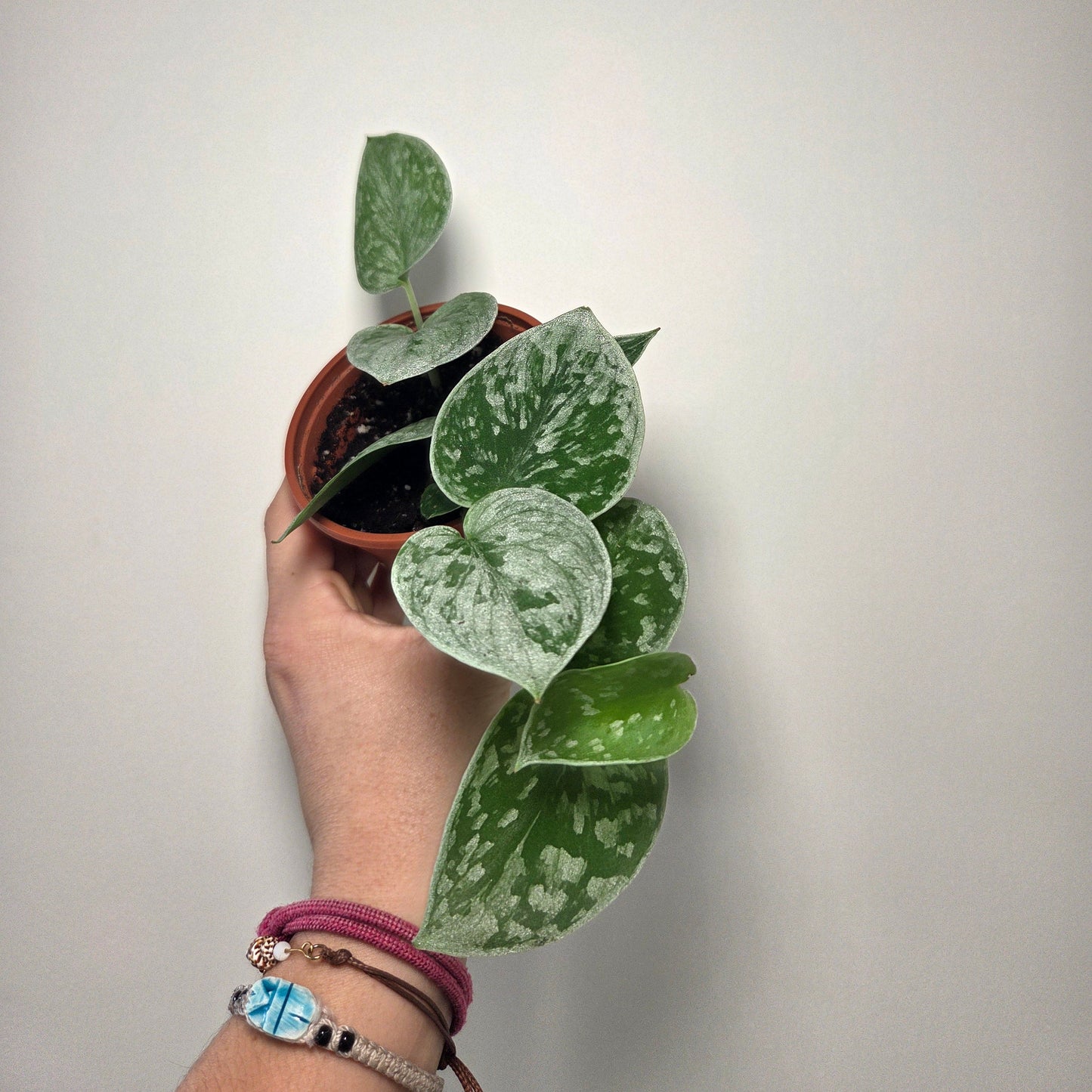 Scindapsus Pictus