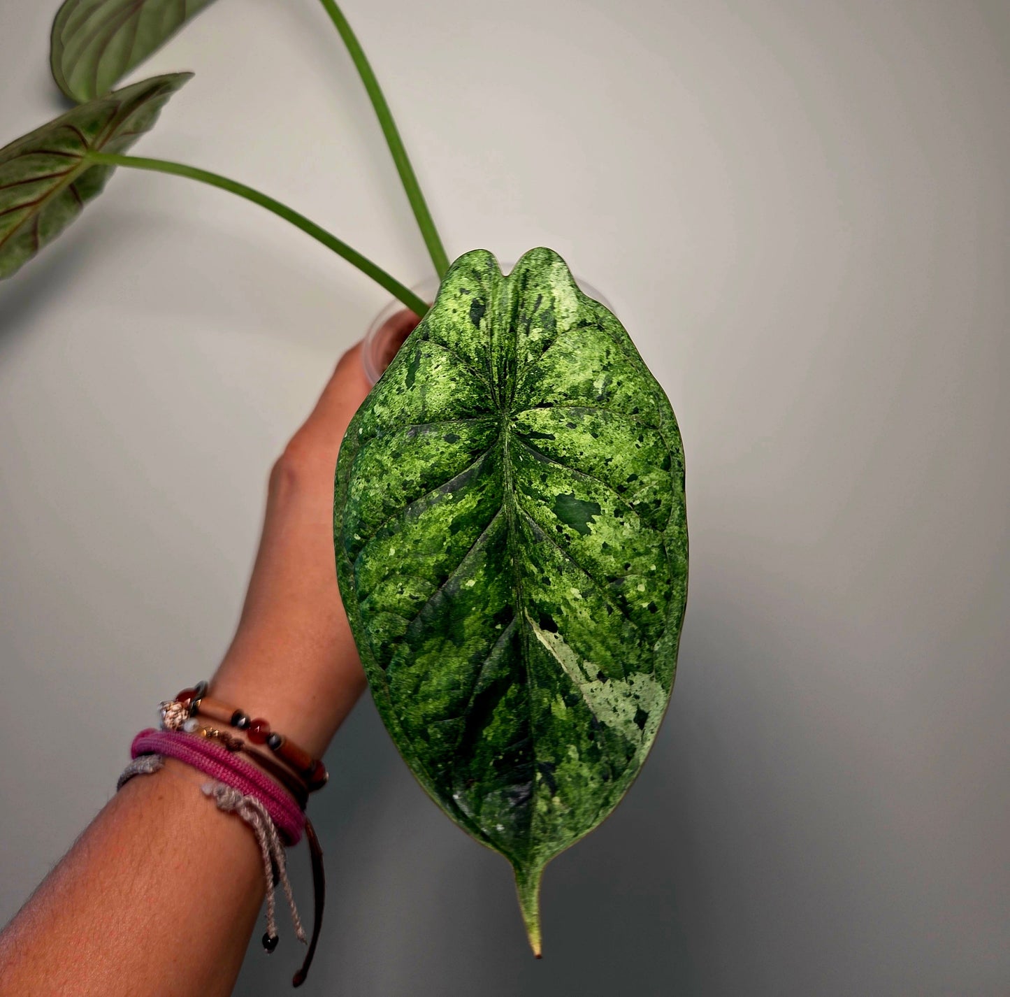 Alocasia Dragon Scale Mint (M)