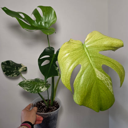 Monstera Deliciosa Mint