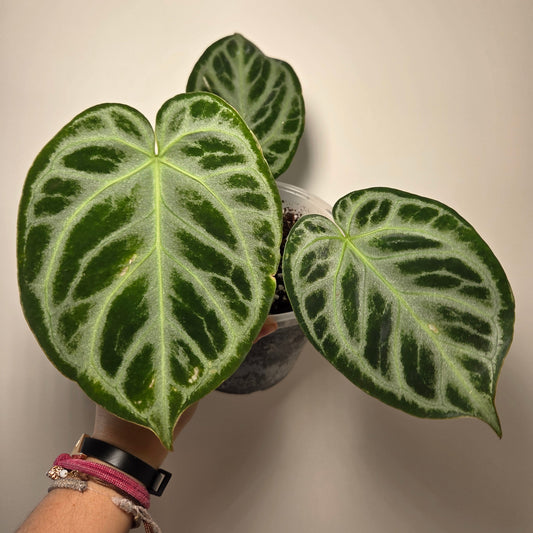 Anthurium Silver Blush M