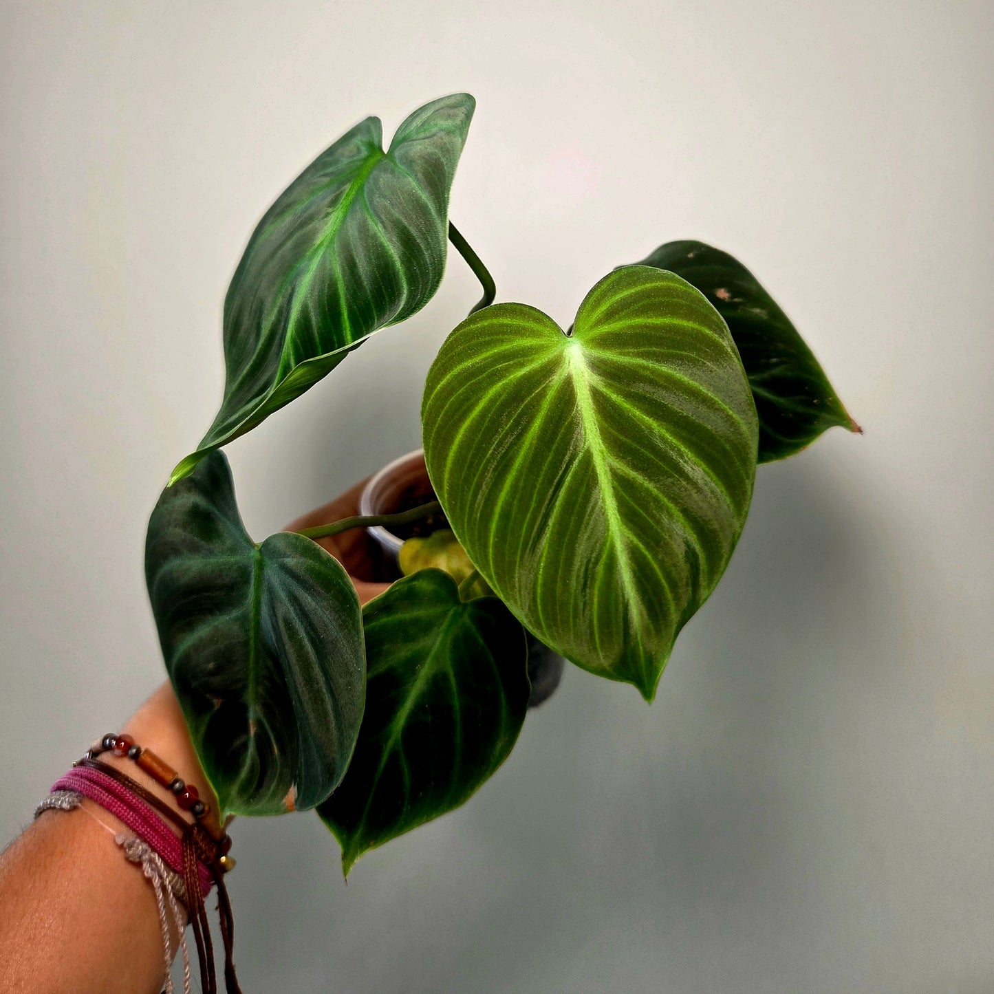 Philodendron El Choco Red