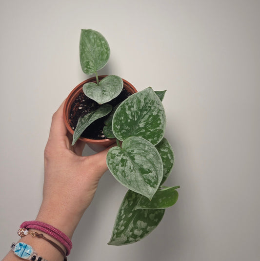 Scindapsus Pictus