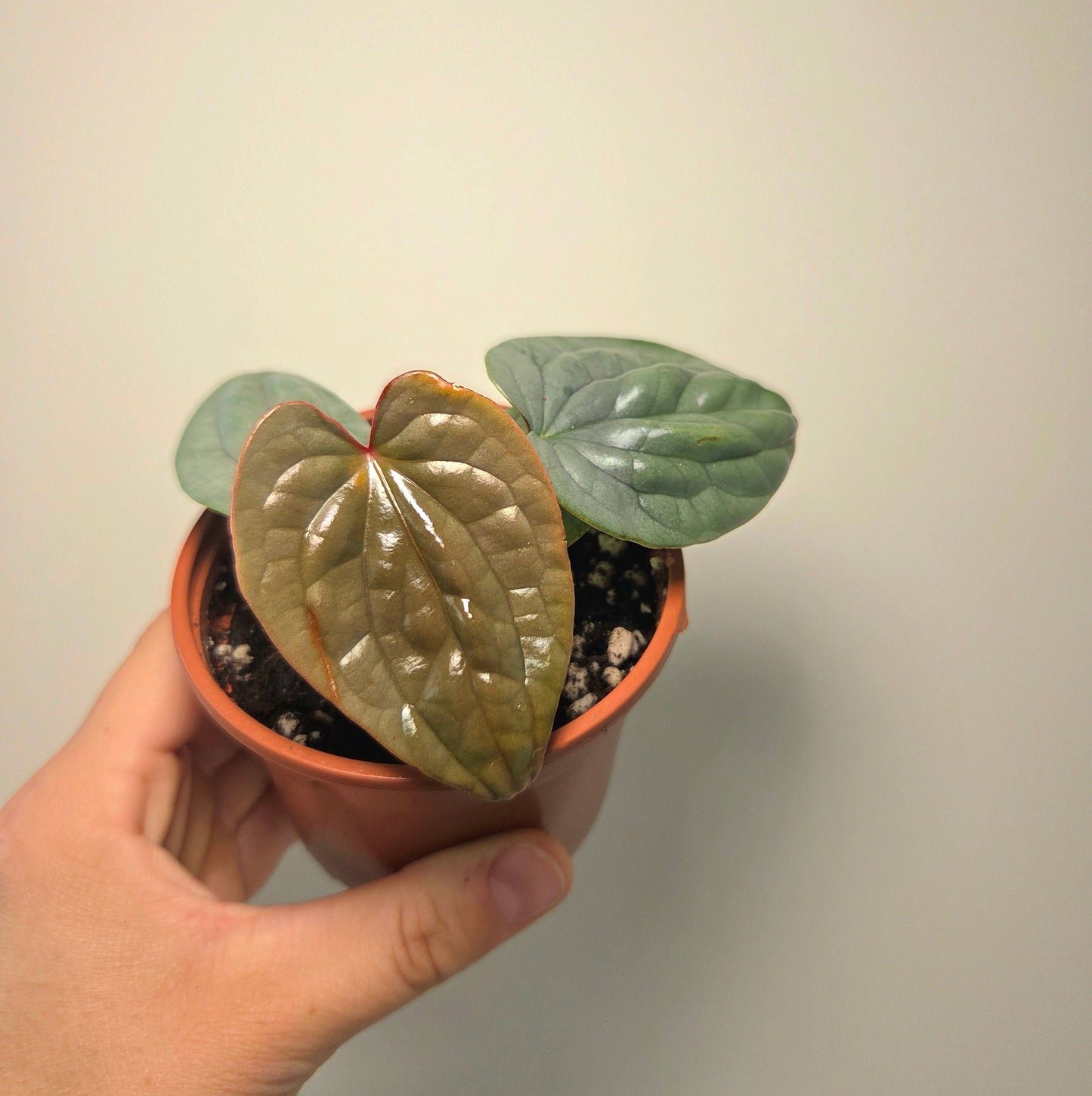Anthurium Luxurians