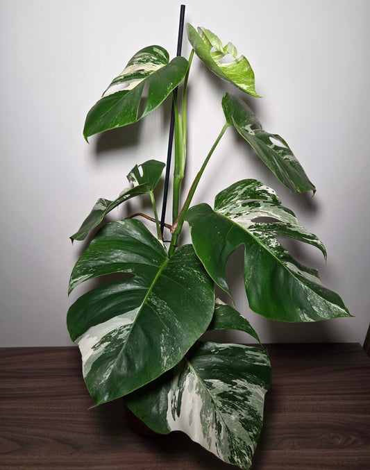 Monstera Variegata XL