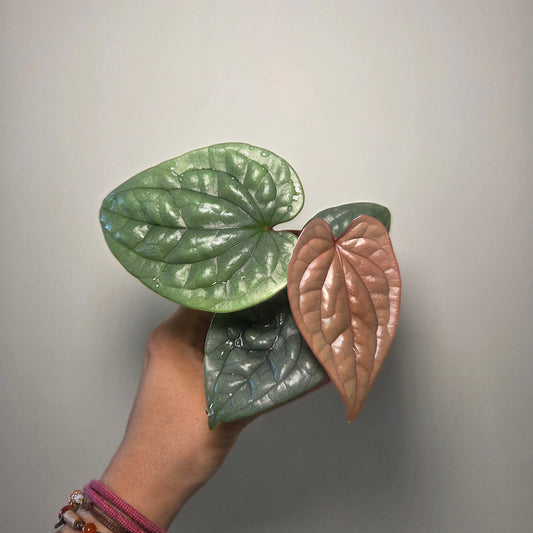 Anthurium Luxurians