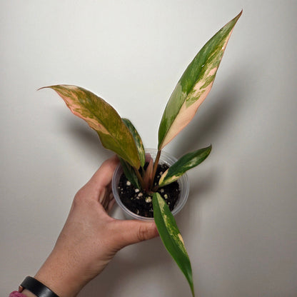 Philodendron caramel marble
