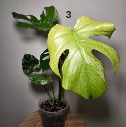 Monstera Deliciosa Mint