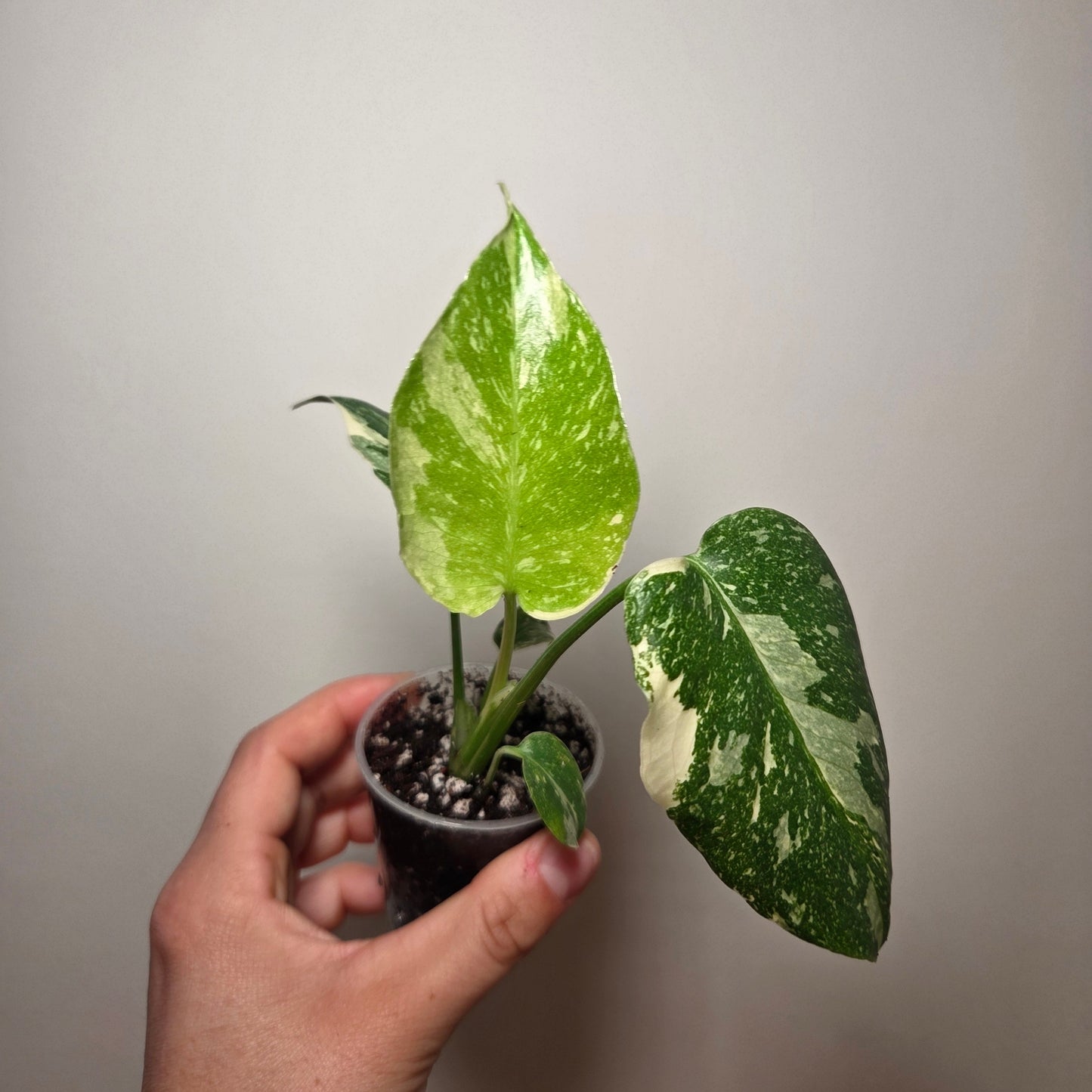 Monstera Thai Constellation