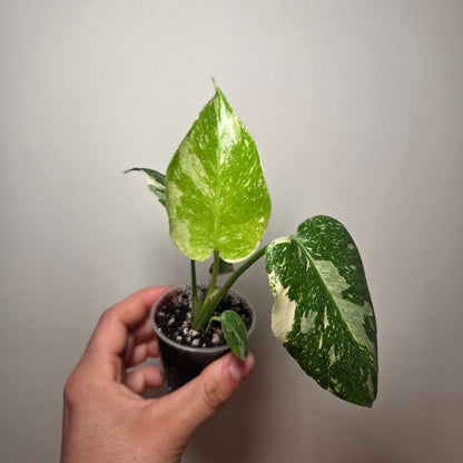 Monstera Thai Constellation