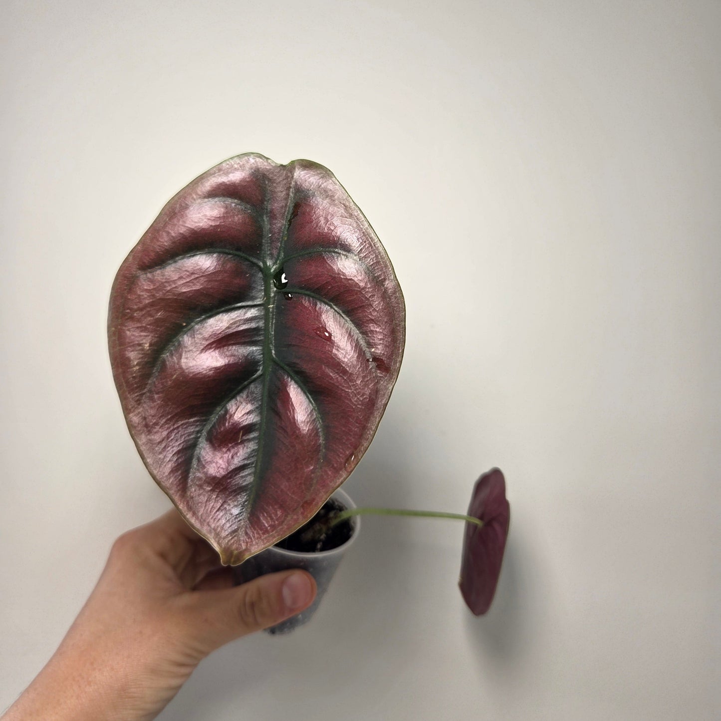 Alocasia Cuprea Red Secret