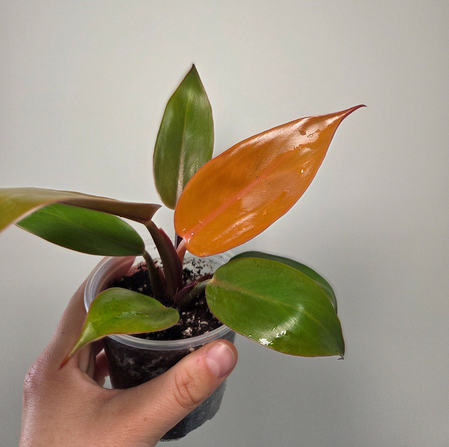 Philodendron prince of orange