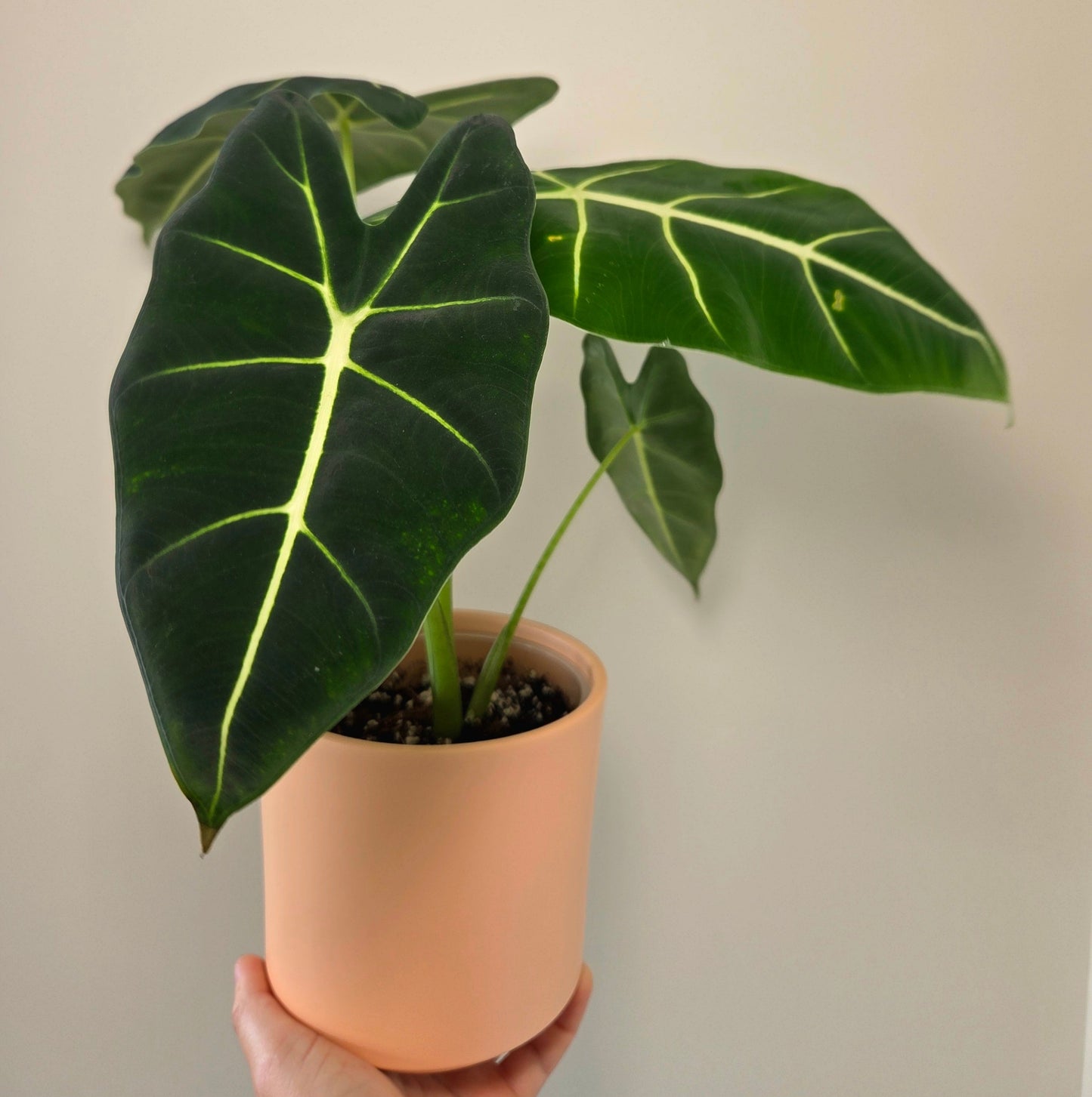 Alocasia Frydek