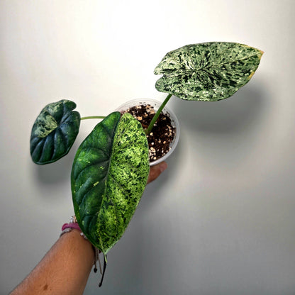 Alocasia Dragon Scale Mint (M)