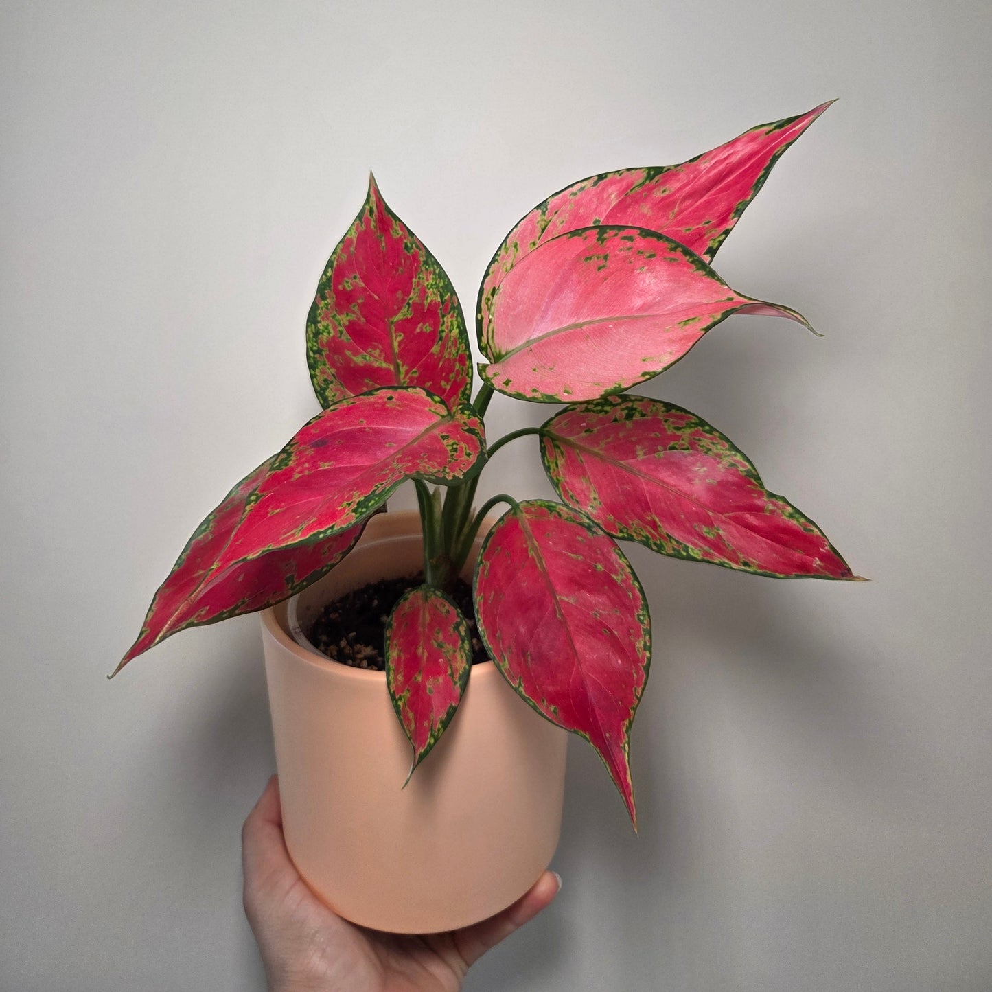 Aglaonema Cherry Baby + pot