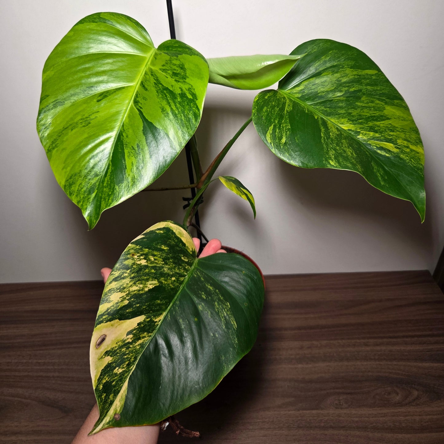 Monstera aurea variegata