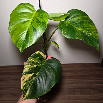 Monstera aurea variegata